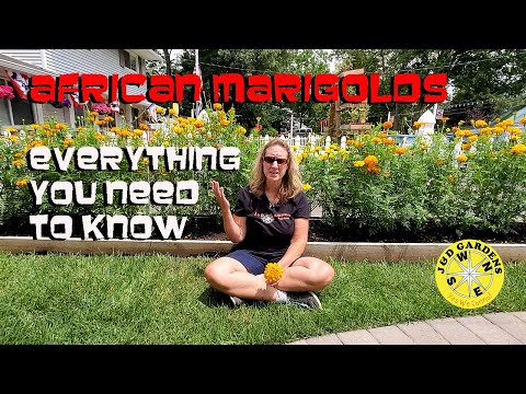 Video: African Marigold Plants - Growing African Marigolds In The Garden