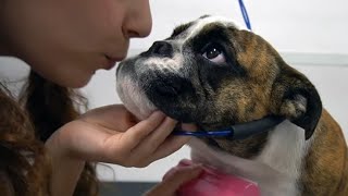 Funny and Cute English Bulldog wiggles her butt