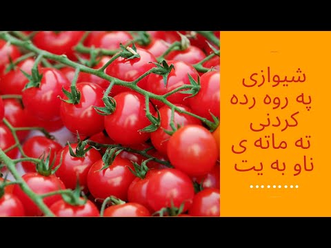 زانیاری لە سەر تەماتە ی ناو بەیت و شێوازی چاندن بەشی یەکەم