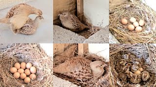 from crossing to hatching eggs full informative video teetar breeding season #teetarbreeding