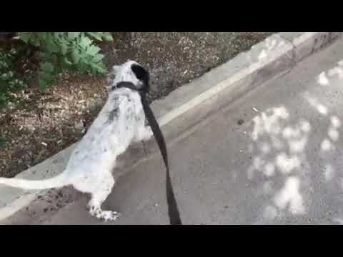 13.07.19წ. ბობოს პირველი გასვლა