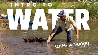 Proper Water Introduction For Puppies