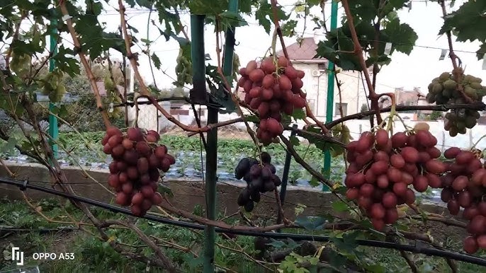Виноград "Рубиновый юбилей": описание сорта, фото, отзывы