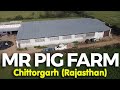 MR Pig Farm | Chittorgarh (Rajasthan) सुअर पालन से कमाएं करोड़ों | Swastik Pig Farm