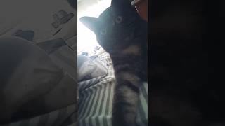 Surprised cat 🌾Удивленный кот