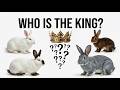 Top 5 Rabbit Breeds to Raise on Your Farm or Homestead