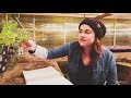 My MUST GROW Heirloom List | Garden Planning | Roots and Refuge Farm