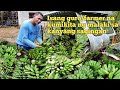 A succesful story of a banana farmer || Paano kumita ng malaki sa saging? Alamin kay sir jhon