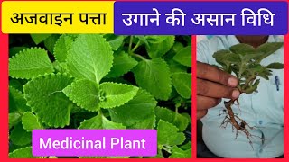 धरती का अमृत: How to Grow Ajwain patta। Harbal plant। by Grandpa Garden 381 views 1 month ago 6 minutes, 18 seconds