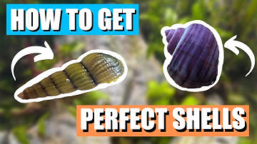 How To Get Perfect Snail Shells! | (3 Easy Steps)