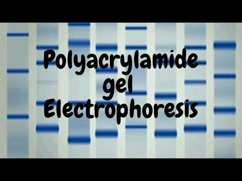 Polyacrylamide Gel Electrophoresis-