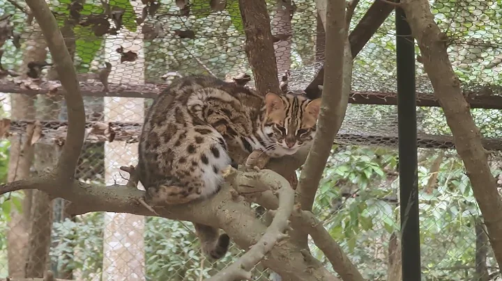 Video 7210191: beautiful asian leopard cat, cat kitten tiger, tiger cat cute, cat kitten dog animal, tiger funny cat