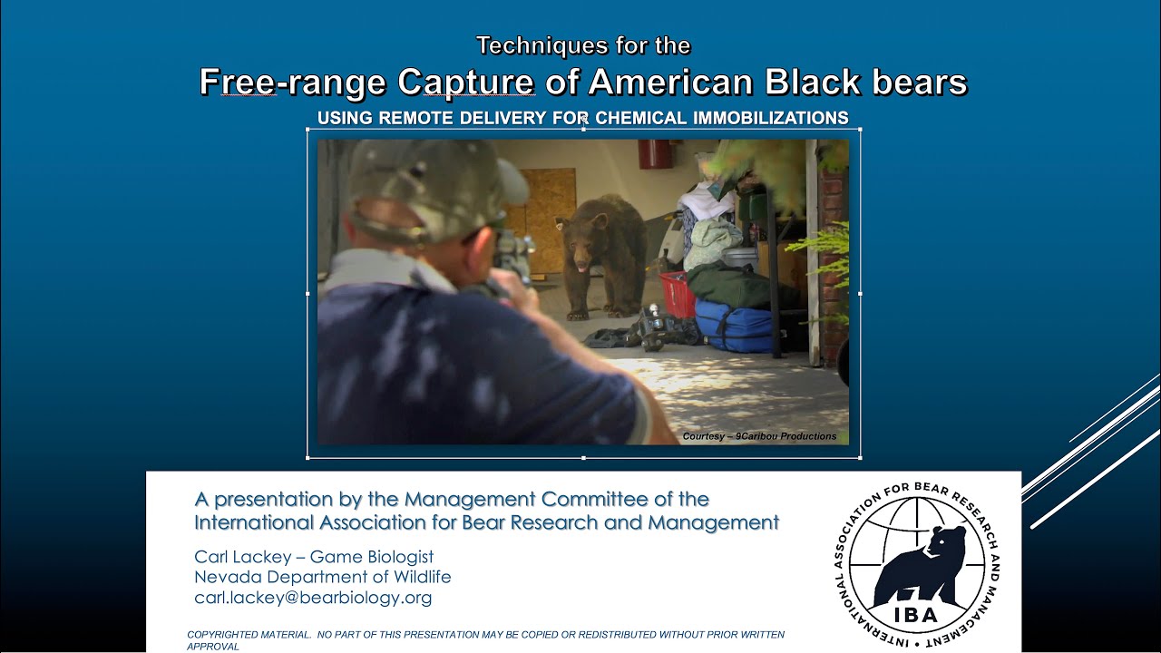 IBA Managers Committee inar no. 3 Freerange Capture of American Black Bears YouTube