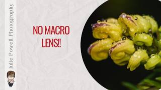 Macro Photography WITHOUT a Macro Lens | Spring Backyard Photo Walk Macro Photography WITHOUT a Macro Lens | Spring Backyard Photo Walk