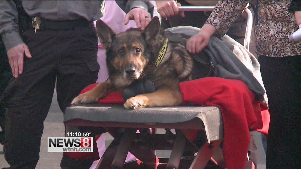 Police dog put down after one final ride in squad