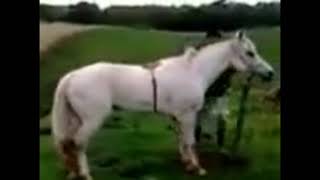 Horse Flips Out