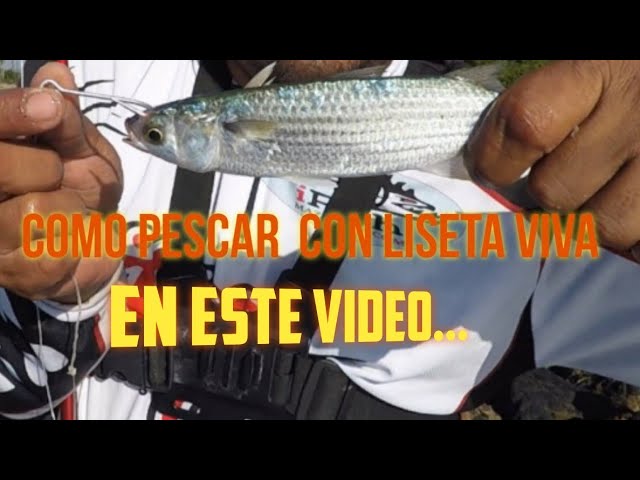 Pesca con Lisa Viva / Como pescar con Carnada viva / clase de pesca 