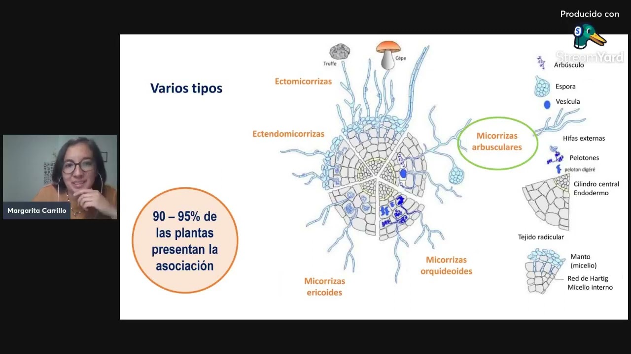 Los hongos micorrízicos arbusculares y sus funciones en el suelo