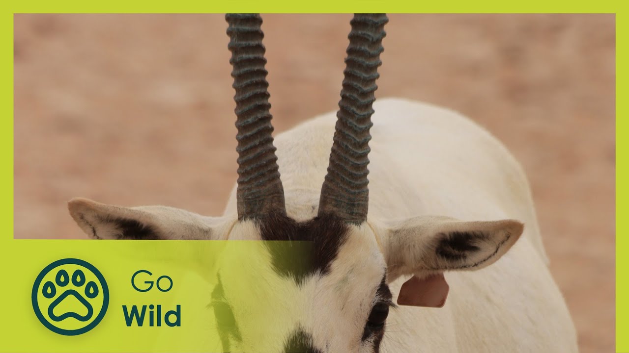 Along the Incense Route | Magical Oman 2/2 | Go Wild