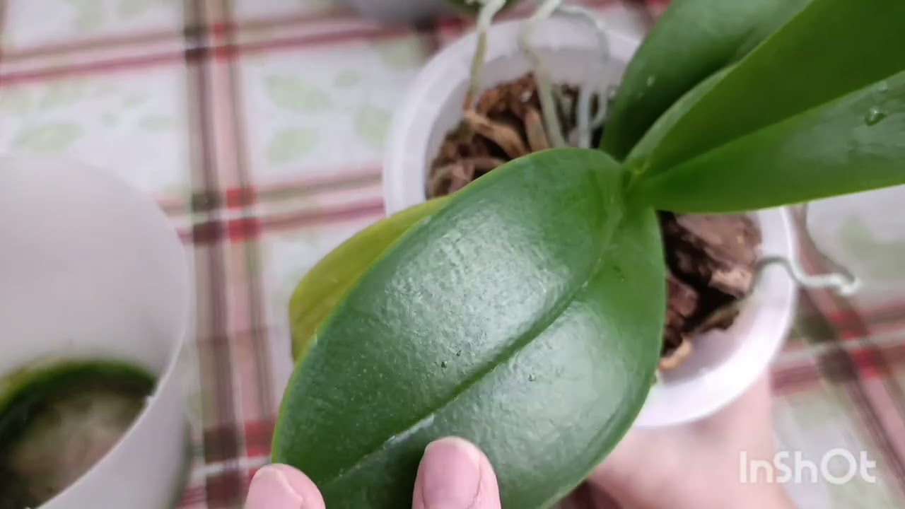 Зачем пересаживать орхидею? Зачем подкармливать орхидею? 