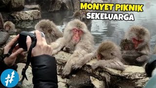 Cuma Di JEPANG, Ada Monyet Berendam Air Panas