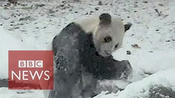 Cute giant panda shows how to have fun in snow