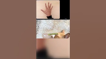 Review of the Exaggerated Hands-on with Gemini: Interacting with multimodal AI video by Google.