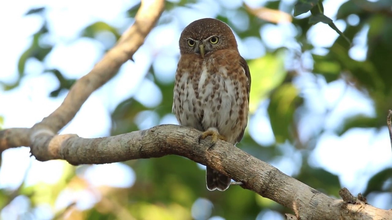 Cuban Pygmy Owl 