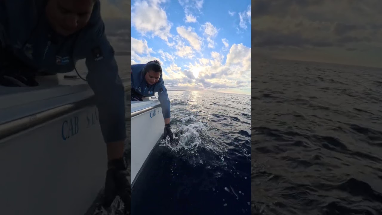 The quickest marlin relase