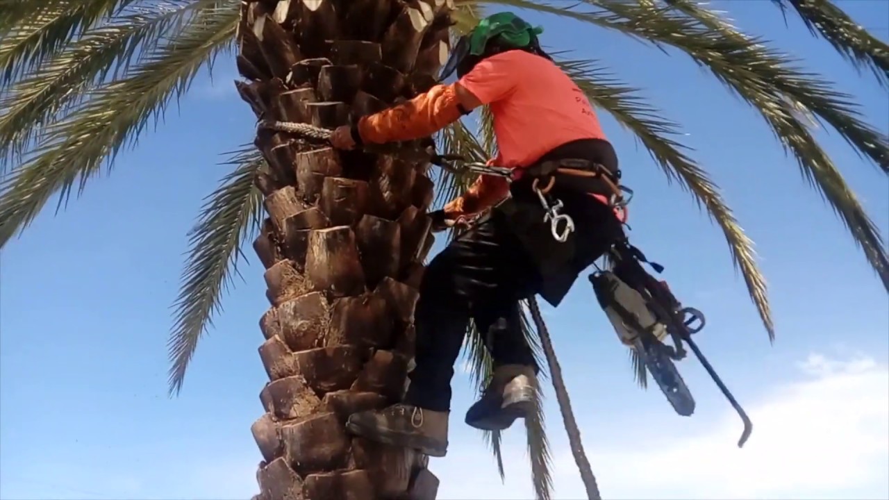 Limpieza de tronco de una palmera datilera