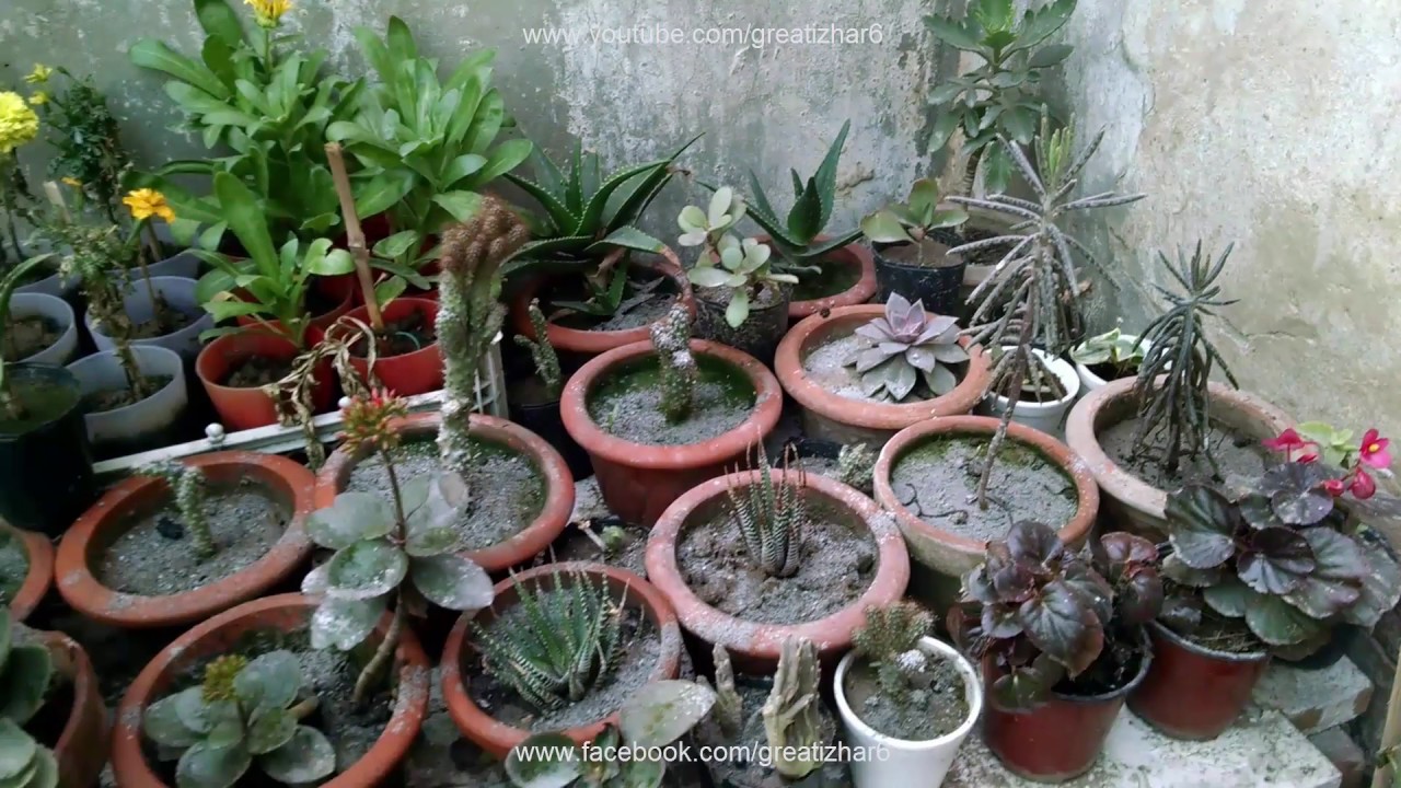 Pin By Izhar Ahmad On How To Grow Plants At Home Kitchen Garden Growing Plants Plants