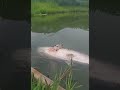 Câu Lure Cá Lóc Bông, Lần Đầu Câu Lure