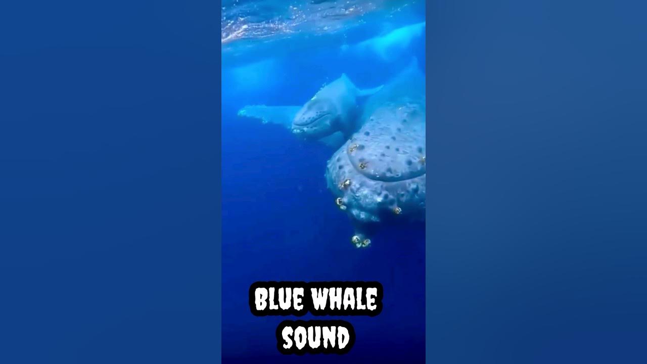 Blue whale sound whistle whale bluewhales fish animals shorts 