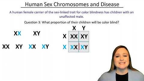 X and Y: the Genetics of Sex-linked Genes (with practice questions!)