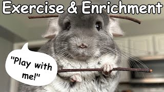 What Toys & Exercise Does My Chin Need?! || The Official Chinchilla Care Series