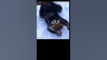 Red panda#redpanda #shortvideo