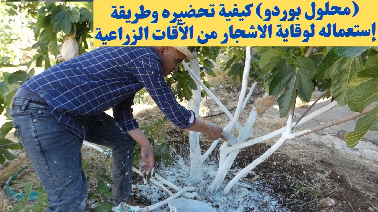 إرشادات زراعية عن  أهمية محلول بوردو طريقة تحضيره وكيفيةإستعماله لحماية الأشجارةمن الآفات الزراعية .