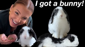 I got a pet bunny! set up & pick up my holland lop rabbit & bunny supplies haul! 48 hour bunny vlog
