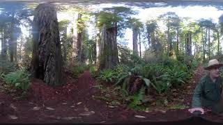 Remarkable Redwoods in 360: Snags