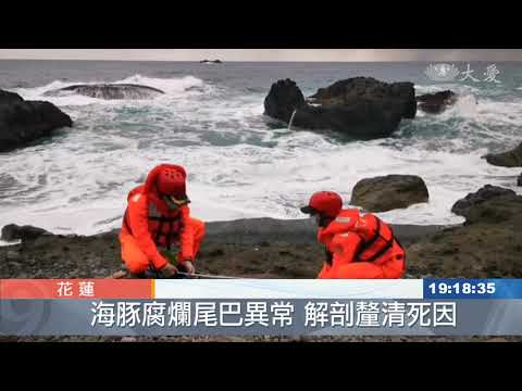 花蓮豐港海豚腐爛尾巴異常 解剖查死因