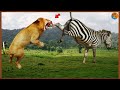 Zebra ACERTA Coice VIOLENTO Em Uma Leoa - ZEBRA VS LEÃO !!!