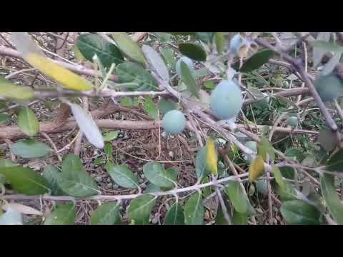 #feijoa#fujoa#kaymakağacı#tropik#feijoa meyvesi#fujoa ağacı