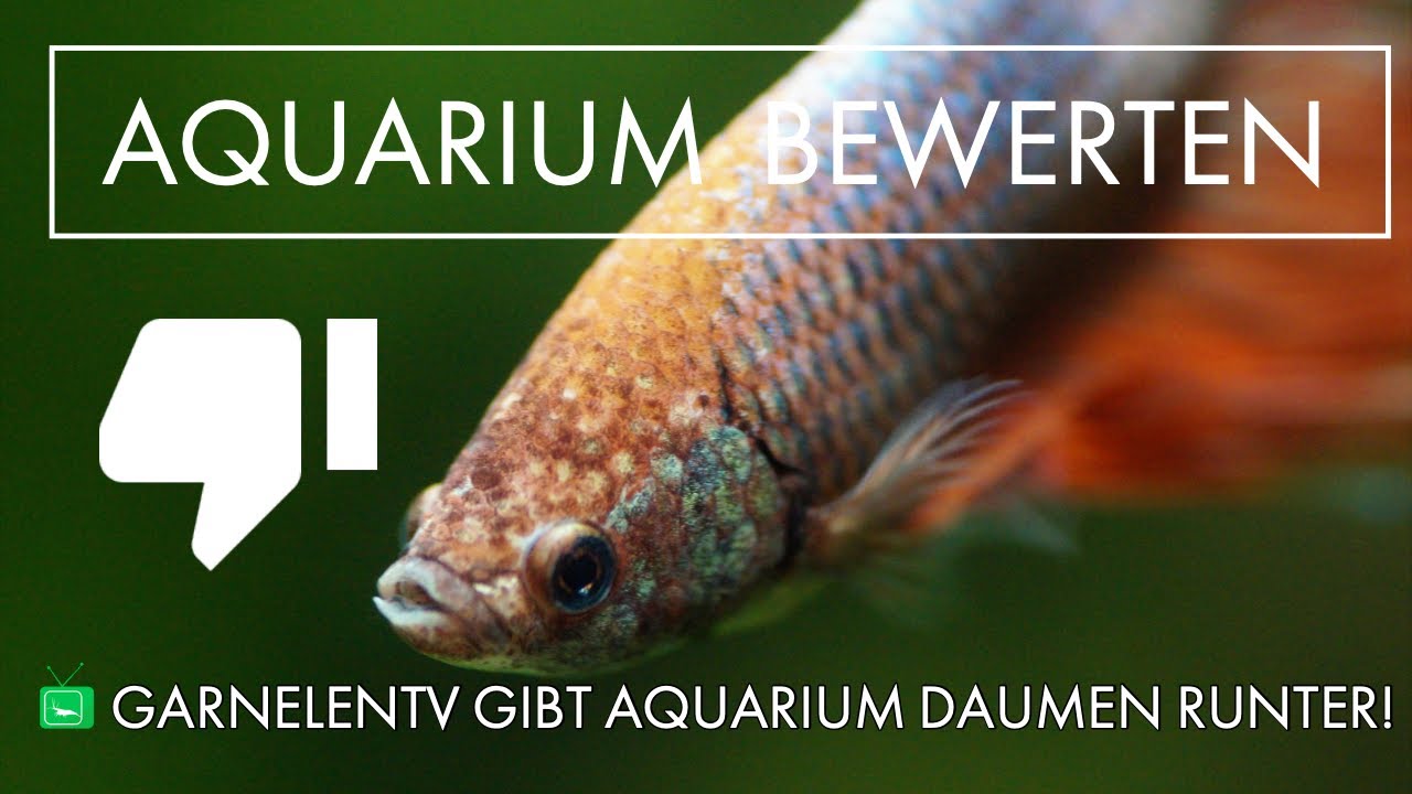 DEIN AQUARIUM WIRD BEWERTET | Aquarium Bewertung | 