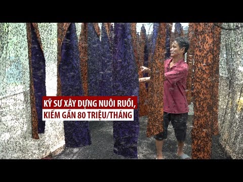 Video CHUYỆN LẠ: Kỹ sư xây dựng bỏ nghề để đi... nuôi ruồi - youtube