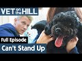 🐶 Poodle Cross Dog Struggles To Stand | FULL EPISODE | S02E19 | Vet On The Hill