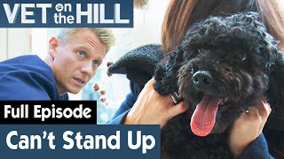 Poodle Cross Dog Struggles To Stand | FULL EPISODE | S02E19 | Vet On The Hill