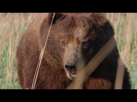 Video: Sådan Overlever Du Et Bjørneangreb: Brune, Sorte Og Isbjørne