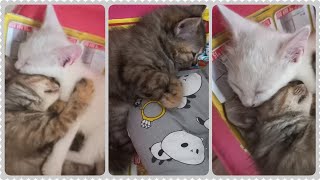 @cc.cutecats CUTE KITTENS : Relaxing and Sleeping Kittens