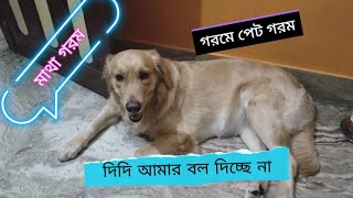 OMG, are you Crazy Teddy? || দেখো কান্ড || Cookie and my sweet family