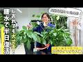 【植物のプロが教える】GW前にやるべき水枯れ対策（スパティフィラム編）